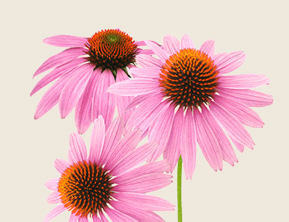 ECHINACEA EXTRACT