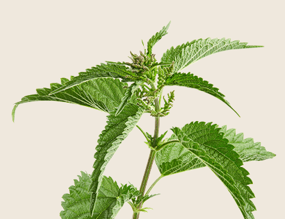 NETTLE EXTRACT