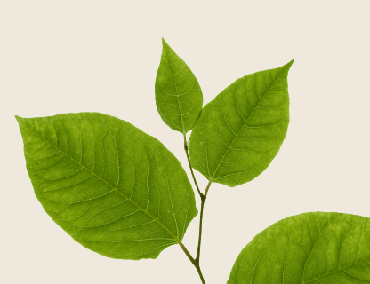 JAPANESE KNOTWEED EXTRACT