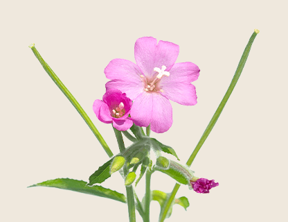 SMALL FLOWERED WILLOW HERB EXTRACT