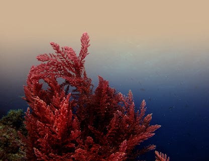 Aquamin F® algae powder, natural calcium complex