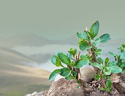 A truly special plant