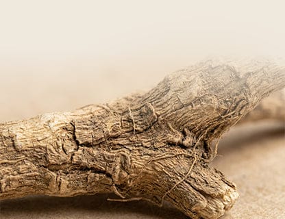 A full-spectrum extract made exclusively from the root