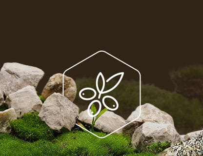 CyanthOX™50, the super plant extract