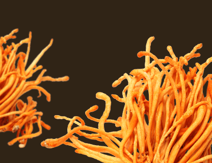 Cordyceps, the energy of the peaks