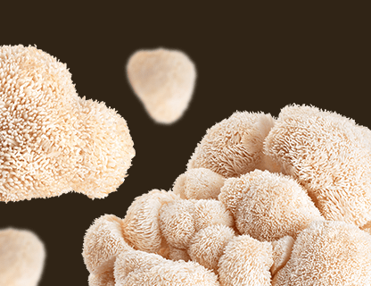 Lion’s Mane, the rarity of mental agility