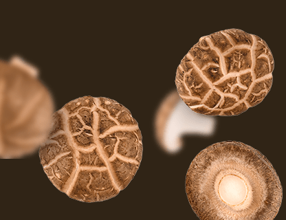 Shiitake, the noble of the Far East