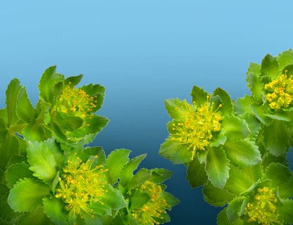 Traditionally, the plant of focus and presence