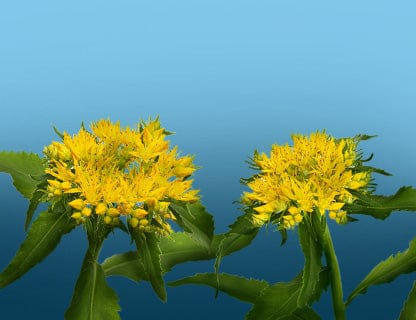 Why is it called “golden root”?