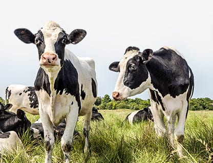 Free-range cows, high-quality milk, premium protein ✨