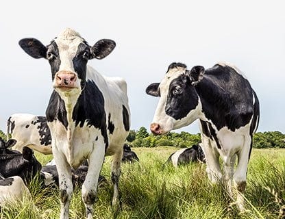 Free-range cows, high-quality milk, premium protein 🥛✨